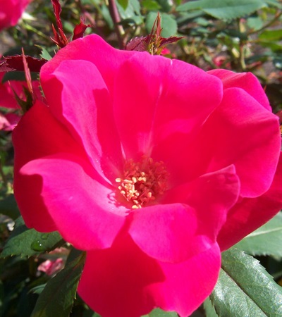Rose Knock Out®
